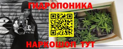 шишки Аша